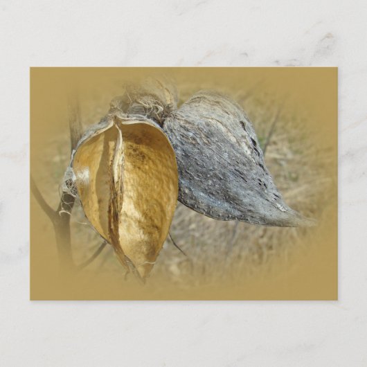 Milkweed Pods Postkarte (Vorderseite)