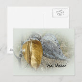 Milkweed Pods Postkarte (Vorne/Hinten)