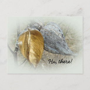 Milkweed Pods Postkarte