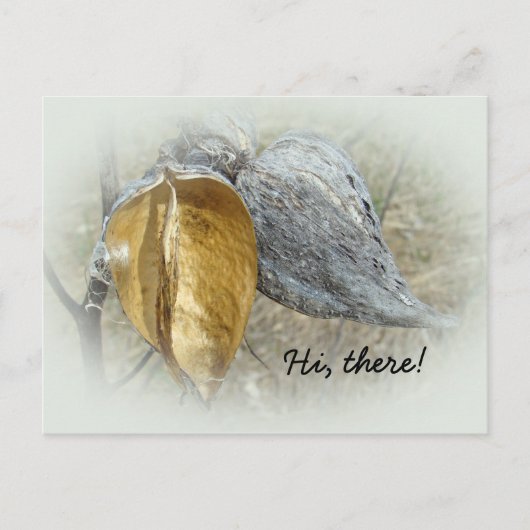 Milkweed Pods Postkarte (Vorderseite)