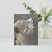 Milkweed Postkarte (Stehend Vorderseite)