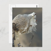 Milkweed Postkarte (Vorne/Hinten)