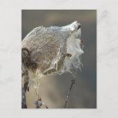 Milkweed Postkarte (Vorderseite)