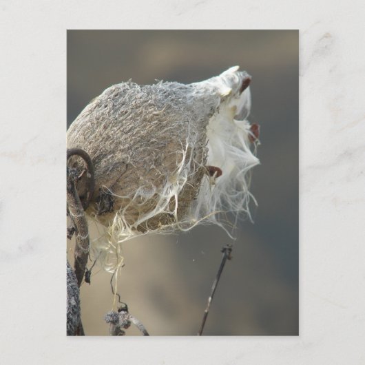 Milkweed Postkarte (Vorderseite)