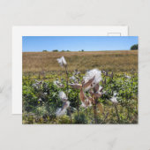Milkweed Postkarte (Vorne/Hinten)
