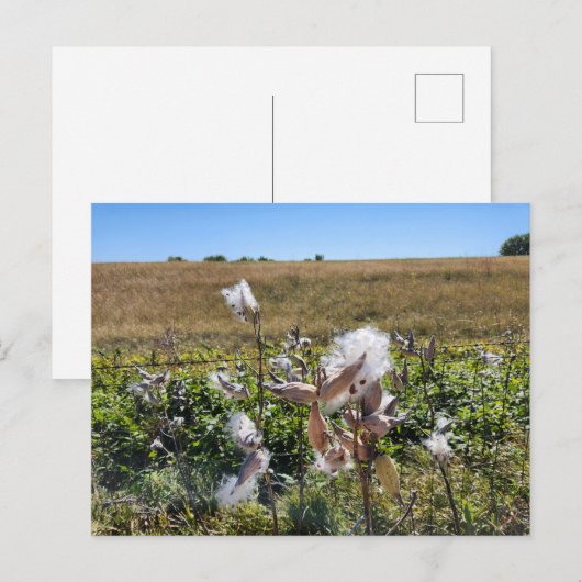 Milkweed Postkarte (Vorne/Hinten)