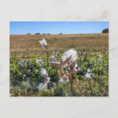 Milkweed Postkarte (Vorderseite)