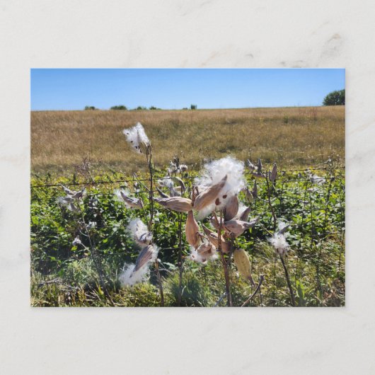 Milkweed Postkarte (Vorderseite)