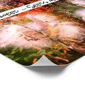 Milkweed | Sangria Poster (Ecke)