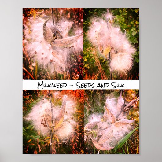 Milkweed | Sangria Poster (Vorne)