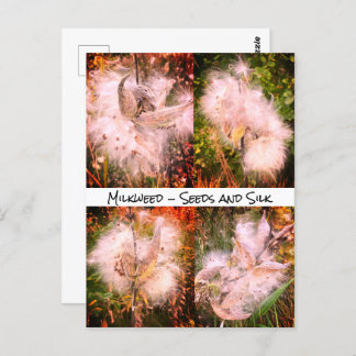 Milkweed | Sangria Postkarte