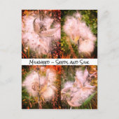 Milkweed | Sangria Postkarte (Vorderseite)