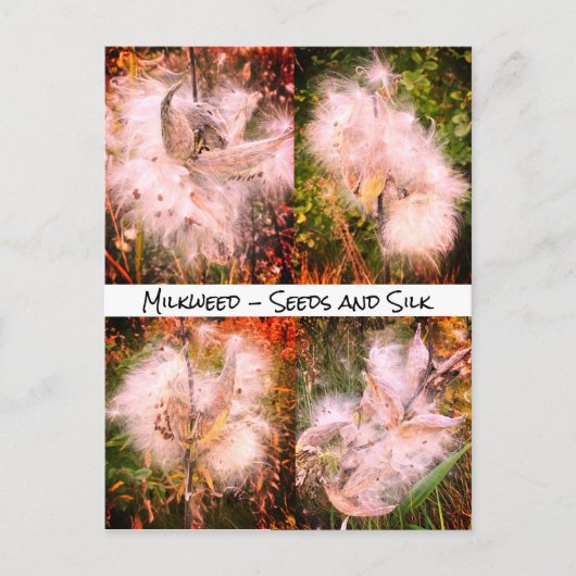 Milkweed | Sangria Postkarte (Vorderseite)