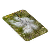 Milkweed | Schmetterling | Flexibel Magnet (Rechte Seite)