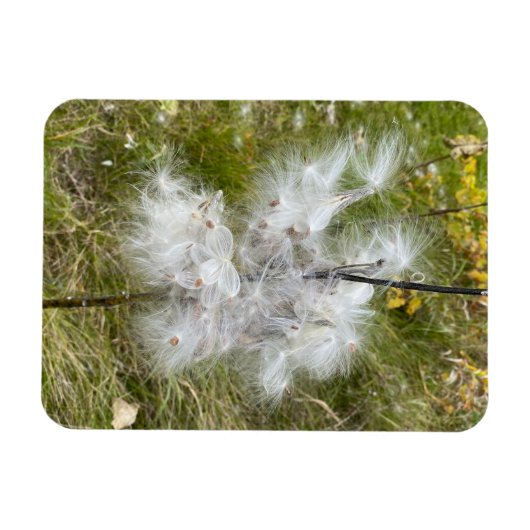 Milkweed | Schmetterling | Flexibel Magnet (Horizontal)