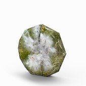 Milkweed | Schmetterling | Fotoblock (Rechts)