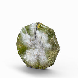 Milkweed | Schmetterling | Fotoblock