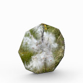 Milkweed | Schmetterling | Fotoblock (Links)