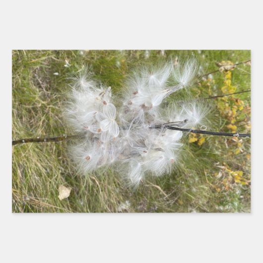 Milkweed | Schmetterling | Geschenkpapier Set (Vorderseite)
