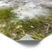 Milkweed | Schmetterling | Poster (Ecke)