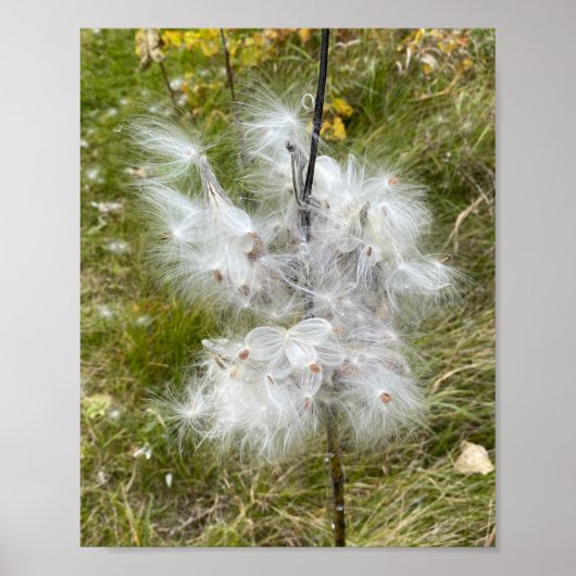 Milkweed | Schmetterling | Poster (Vorne)