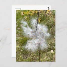 Milkweed | Schmetterling | Postkarte