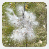 Milkweed | Schmetterling | Quadratischer Aufkleber (Vorderseite)