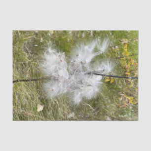 Milkweed   Schmetterling   Seidenpapier