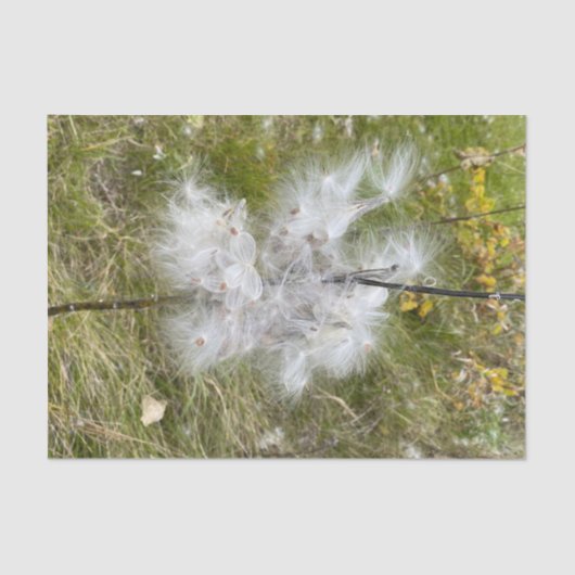 Milkweed | Schmetterling | Seidenpapier (Vorderseite)