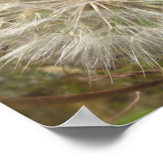 Milkweed Seed Pod Macro Poster (Ecke)