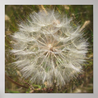 Milkweed Seed Pod Macro Poster