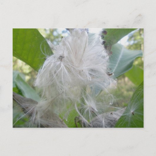Milkweed Seeds Postkarte (Vorderseite)