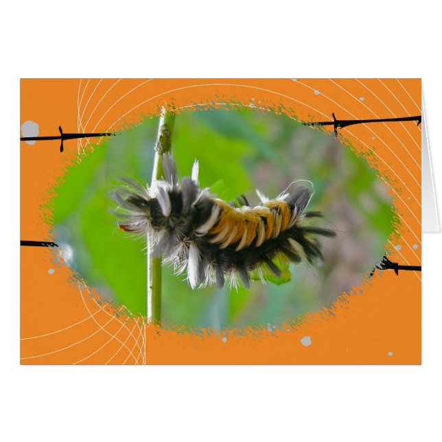 Milkweed Tussock Moth Raupe Orange Items (Vorderseite (Horizontal))