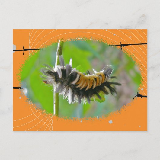 Milkweed Tussock Moth Raupe Orange Items Postkarte (Vorderseite)