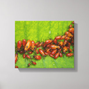 Milkweed-Wanzen auf Milkweed-Blatt Leinwanddruck