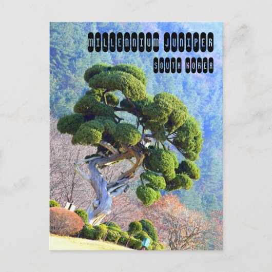 Millennium Juniper in Gapyeong Korea Postkarte (Vorderseite)