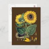 Miller: Sonnenblume Postkarte (Vorne/Hinten)