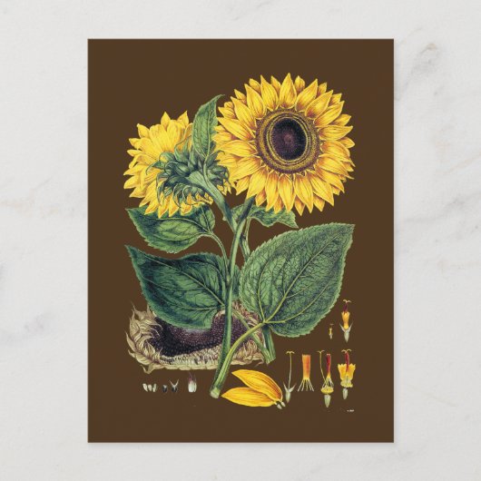 Miller: Sonnenblume Postkarte (Vorderseite)