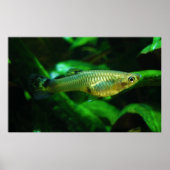 Millionenfisch oder Guppy Poecilia Reticulata Poster (Vorne)