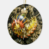 Millipede Polydesmida (Sigmoria aberrans)-Elemente Keramikornament (Links)