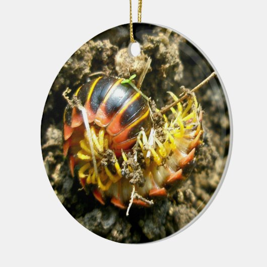 Millipede Polydesmida (Sigmoria aberrans)-Elemente Keramikornament (Links)