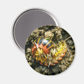 Millipede Polydesmida (Sigmoria aberrans)-Elemente Magnet (Vorderseite/Rückseite)