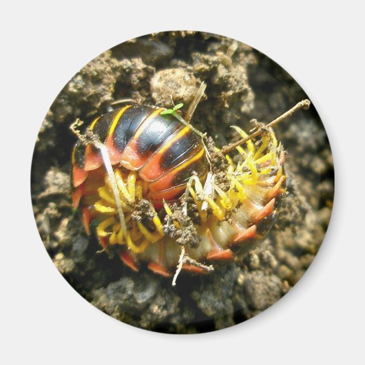 Millipede Polydesmida (Sigmoria aberrans)-Elemente Magnet (Vorne)