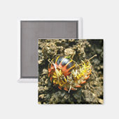 Millipede Polydesmida (Sigmoria aberrans)-Elemente Magnet (Vorderseite/Rückseite)