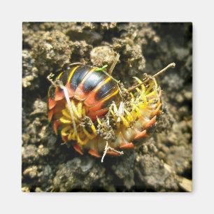 Millipede Polydesmida (Sigmoria aberrans)-Elemente Magnet