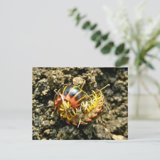 Millipede Polydesmida (Sigmoria aberrans)-Elemente Postkarte (Stehend Vorderseite)