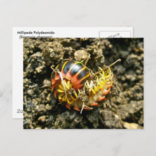 Millipede Polydesmida (Sigmoria aberrans)-Elemente Postkarte (Vorne/Hinten)