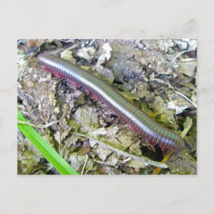 Millipede Postkarte
