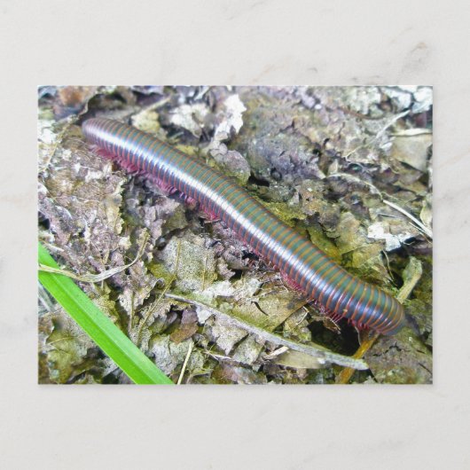 Millipede Postkarte (Vorderseite)