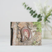 Millipede (Spirobolida-Narceus americanus) Postkarte (Stehend Vorderseite)
